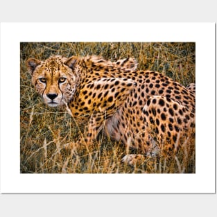 Cheetah in the Grass Posters and Art